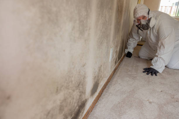 Best Mold Odor Removal Services  in Orchard Mesa, CO